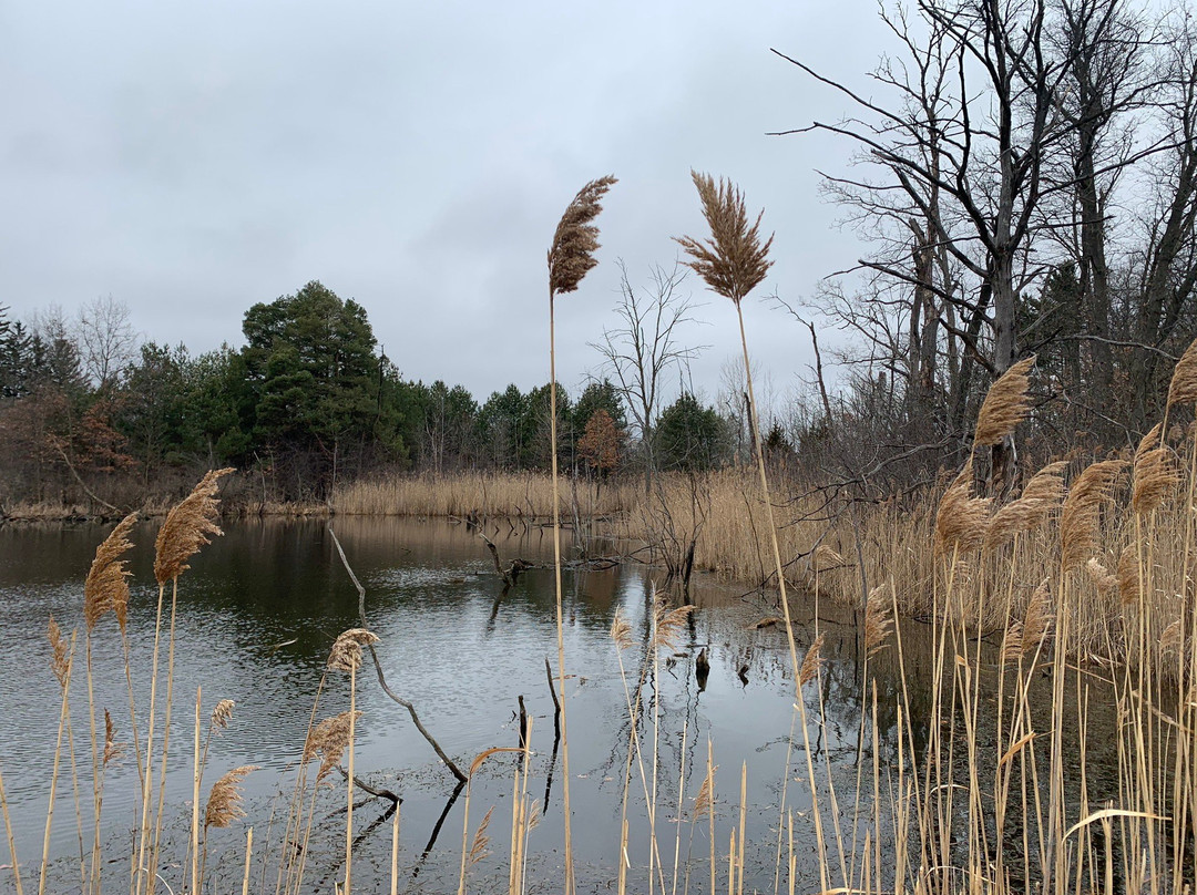 West Bloomfield Woods Nature Preserve And Nature Trail景点图片
