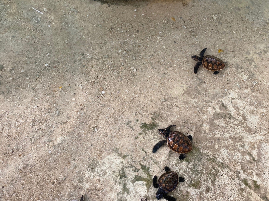 The Reef Vanuatu Zoological-Eratap必去景点