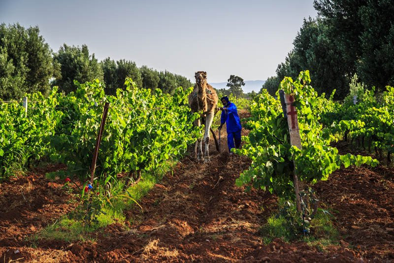 Le Val d'Argan-Ounagha必去景点