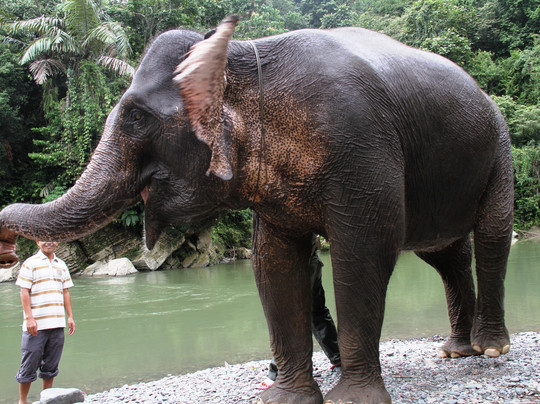 PT. SUMATRA RIMBA WISATA-棉兰必去景点