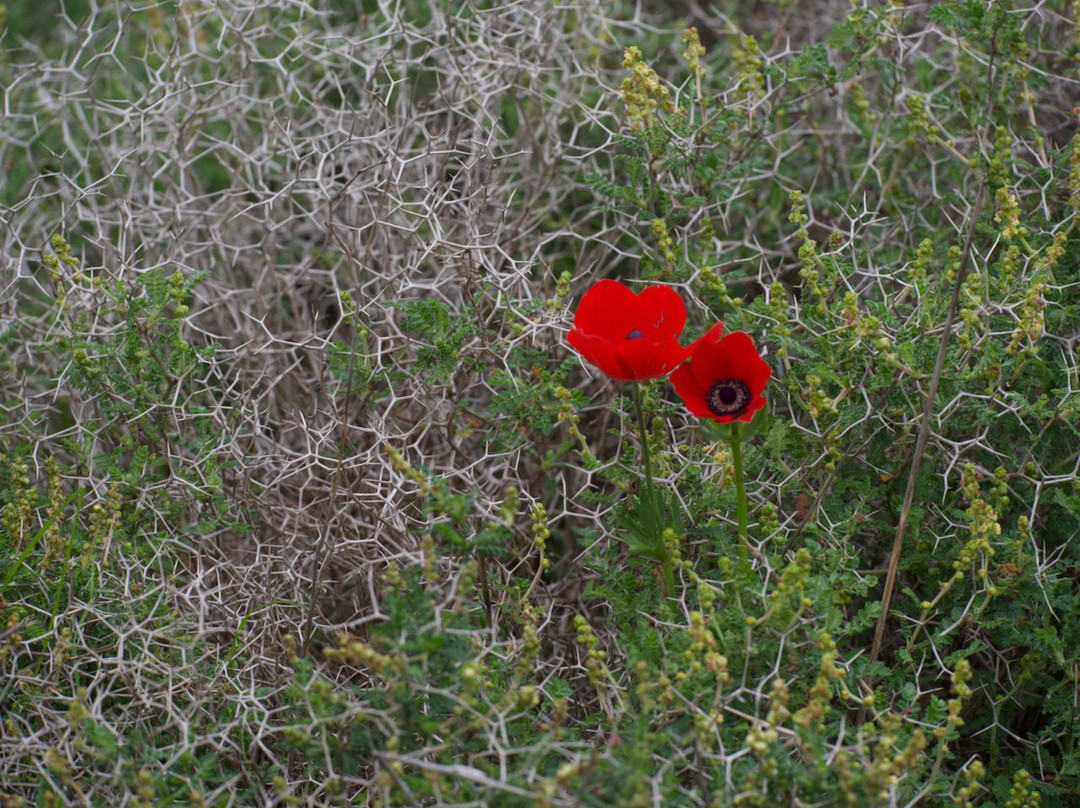 Benayah Blum Private Tours-耶路撒冷必去景点