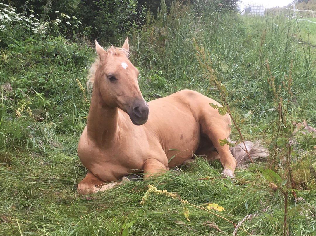 Smiedal Aktivitetsferie - Day Tours-Akra必去景点