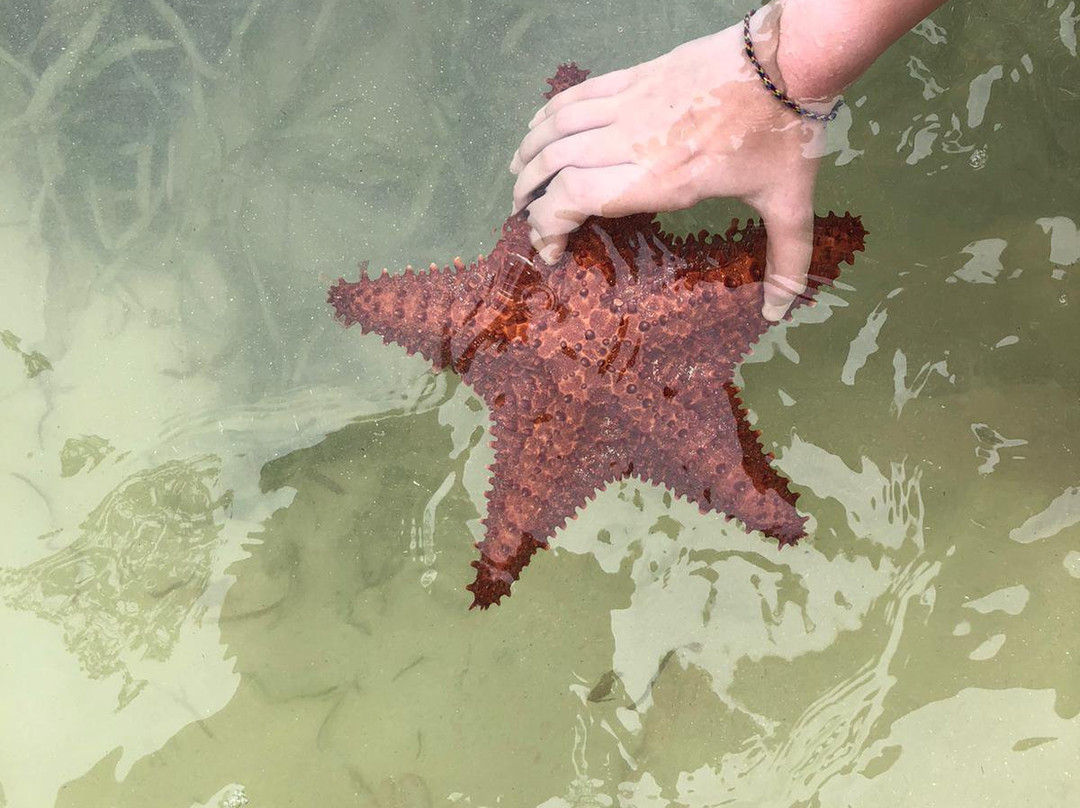 TI-Evasion Kayak de mer en Guadeloupe-Pointe-a-Pitre必去景点