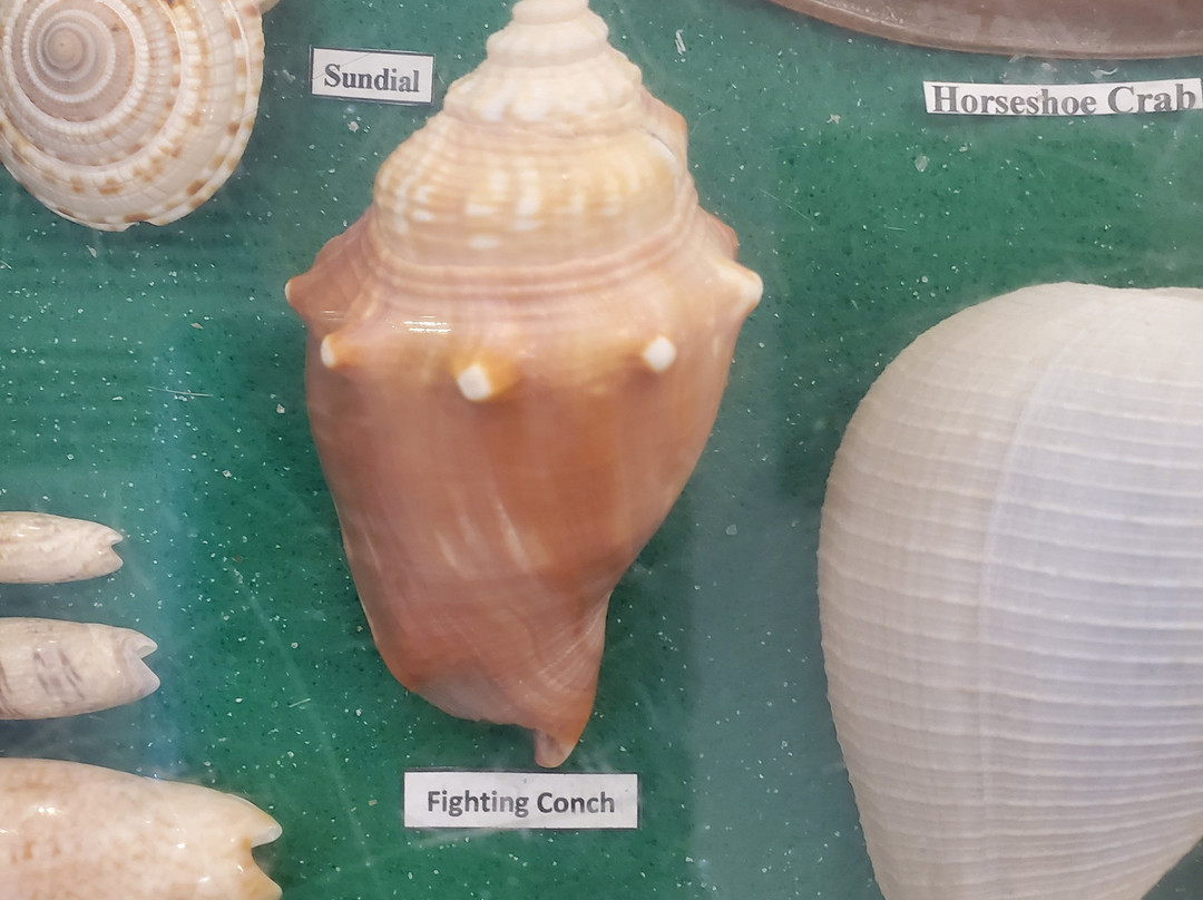 Gulf State Park Nature Center-橙色海湾必去景点