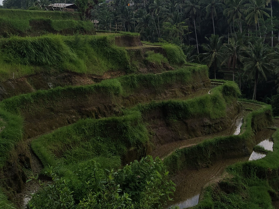 GetTourDriver - Bali Day Tours, Activities, Attractions & Bali Car With Private Driver-登巴萨必去景点