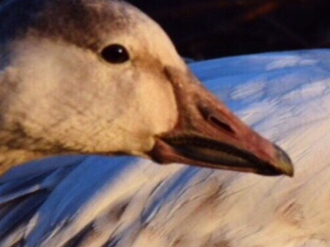 Middle Creek Wildlife Management Area景点图片