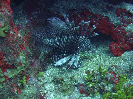 Ambassador Divers-七哩滩必去景点