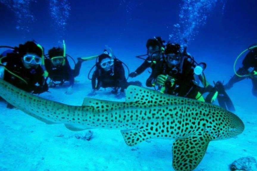 Dive’O-普吉岛必去景点