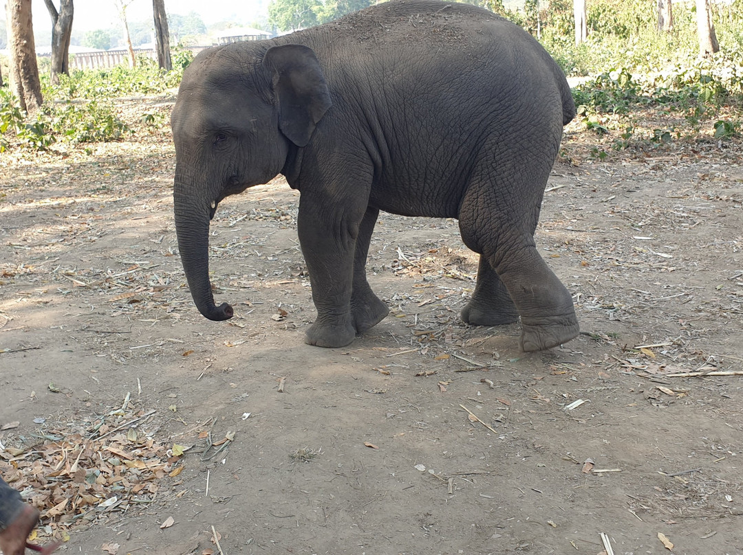 昌泰大象保护区景点图片