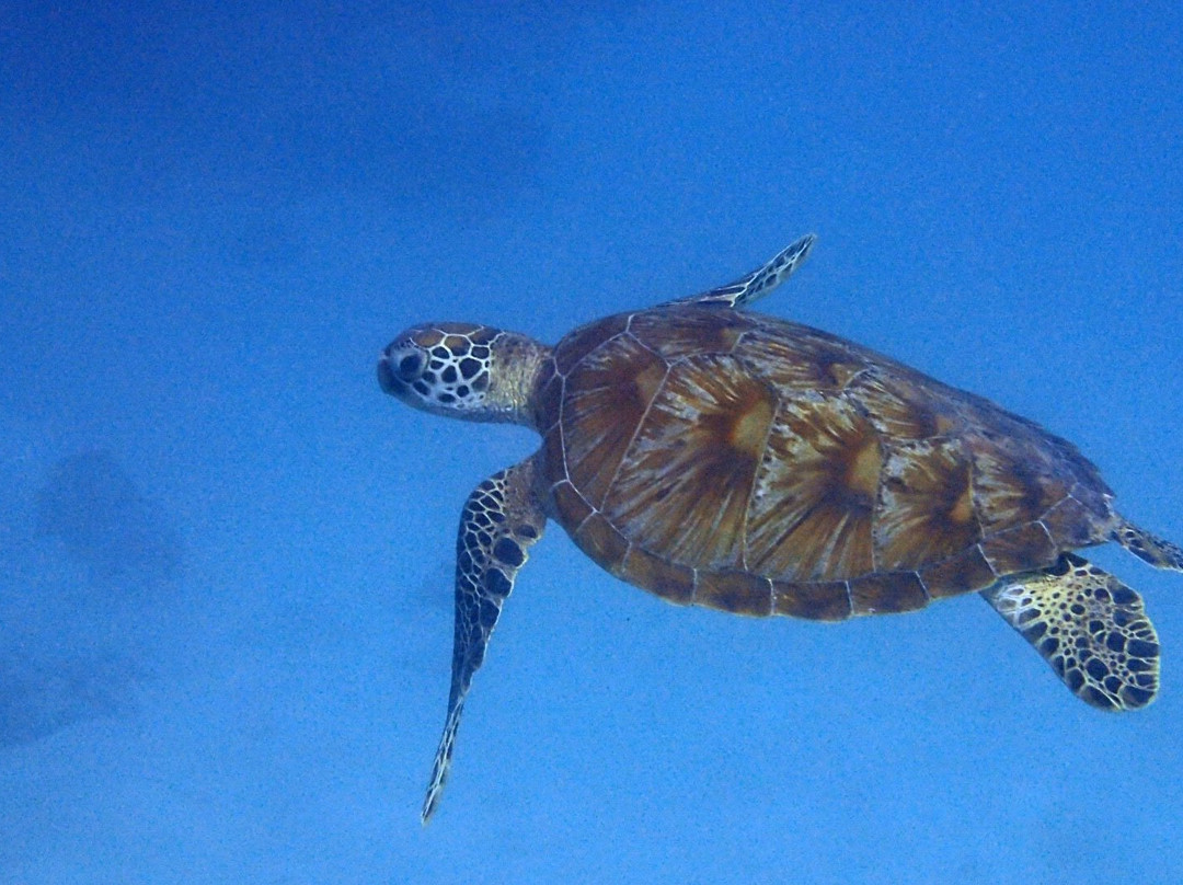 Guam Ocean Adventures-Piti必去景点