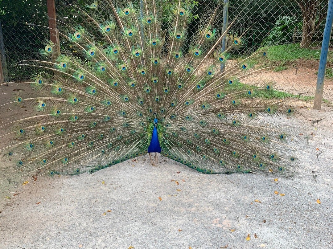 Cia dos Bichos-Cotia必去景点