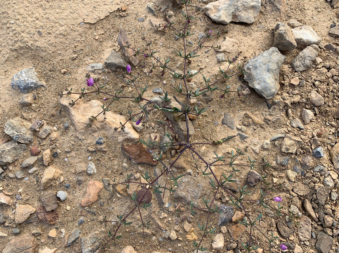 Beresheet Desert Tours-米茨佩拉蒙必去景点