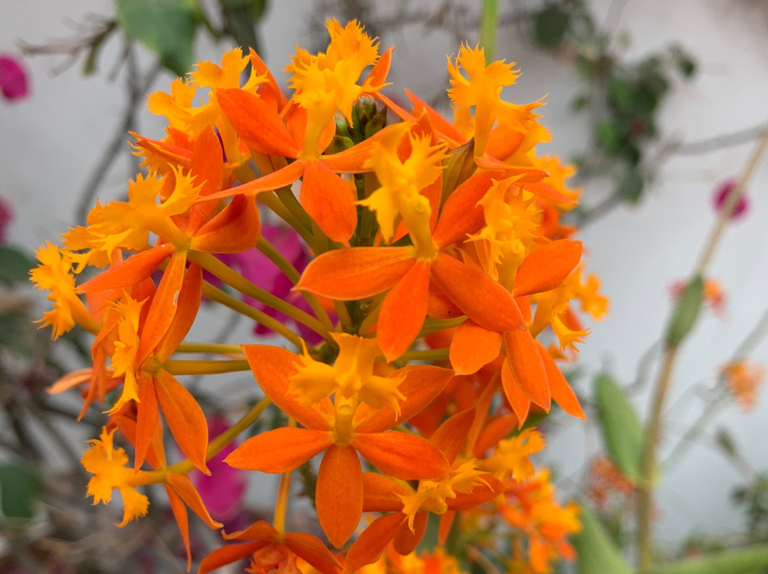 Peru Sightseeing-利马必去景点