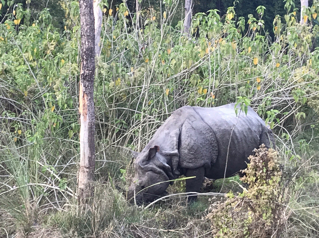 Chitwan Safari Camp & Lodge主图