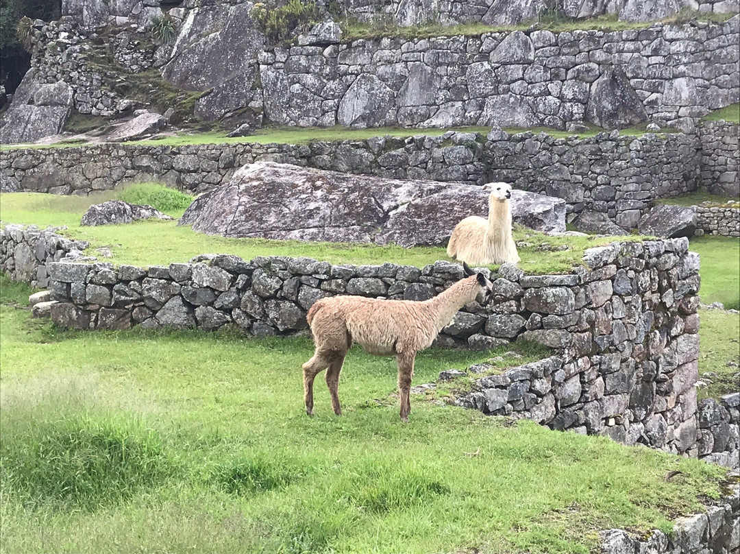 Winay Wayna-马丘比丘必去景点