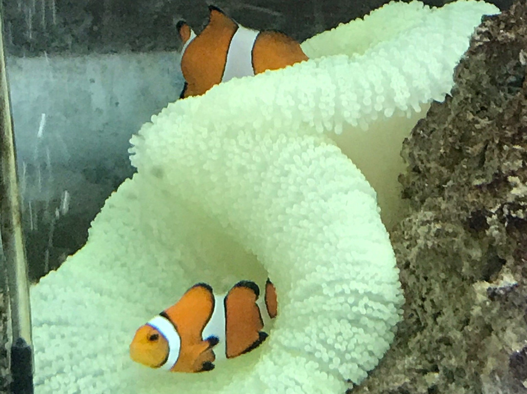 The Shark Lab-莫塞尔贝必去景点