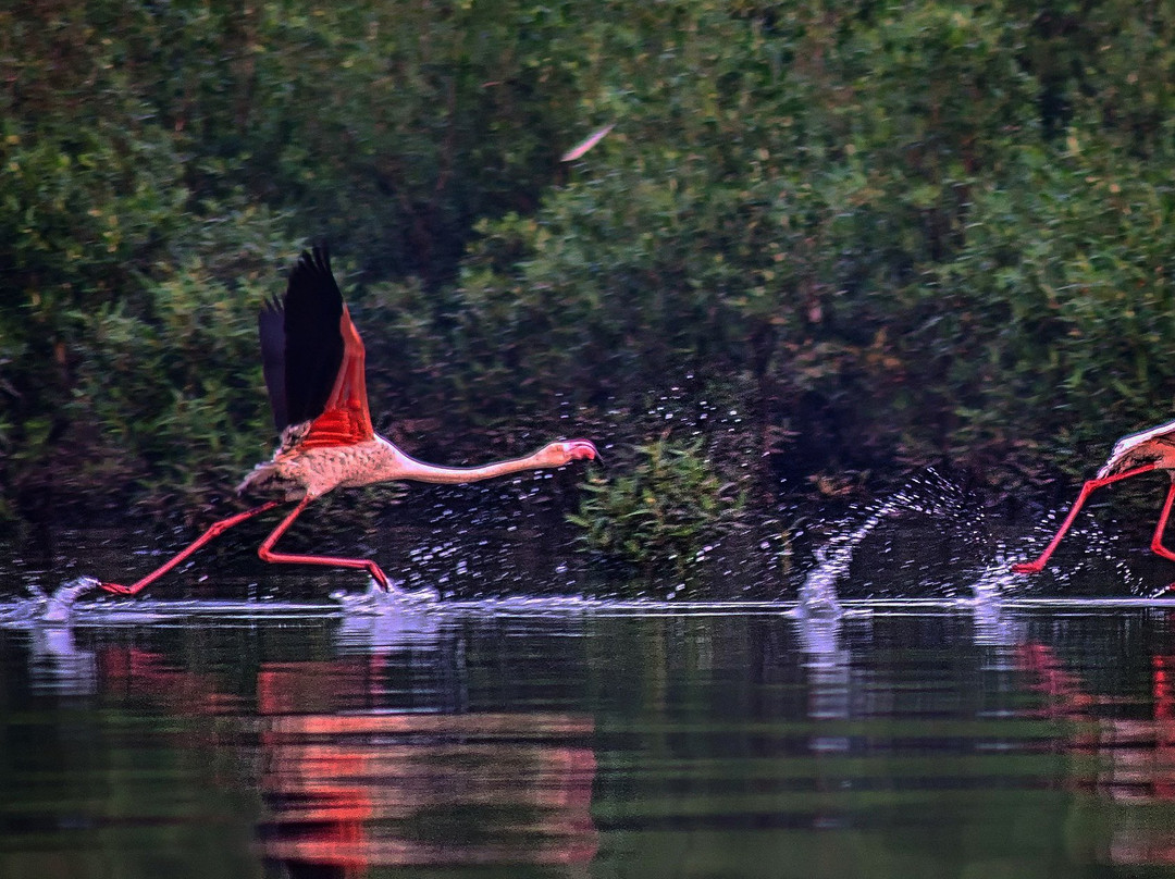 Thane Creek Flamingo Sanctuary景点图片