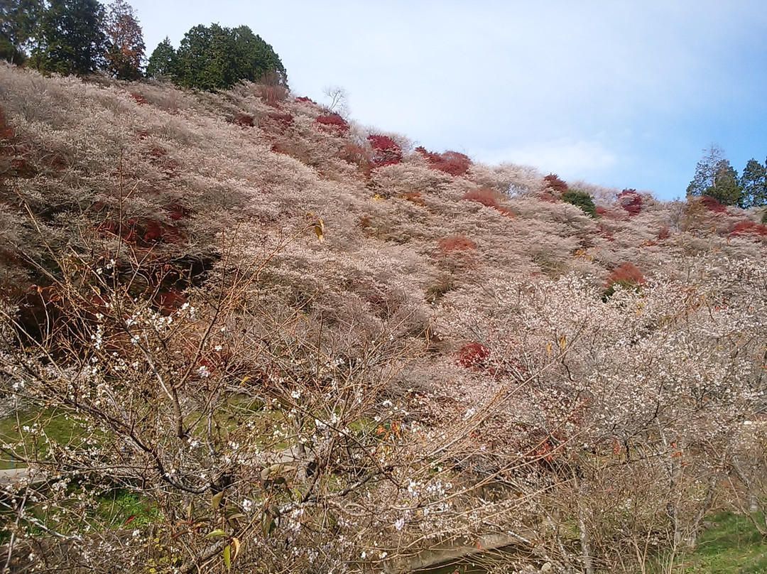 Semmi Shikizakura no Sato-丰田市必去景点