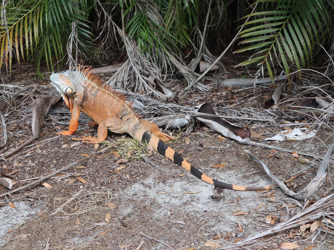 Inverrary Country Club East Course-劳德代尔堡必去景点