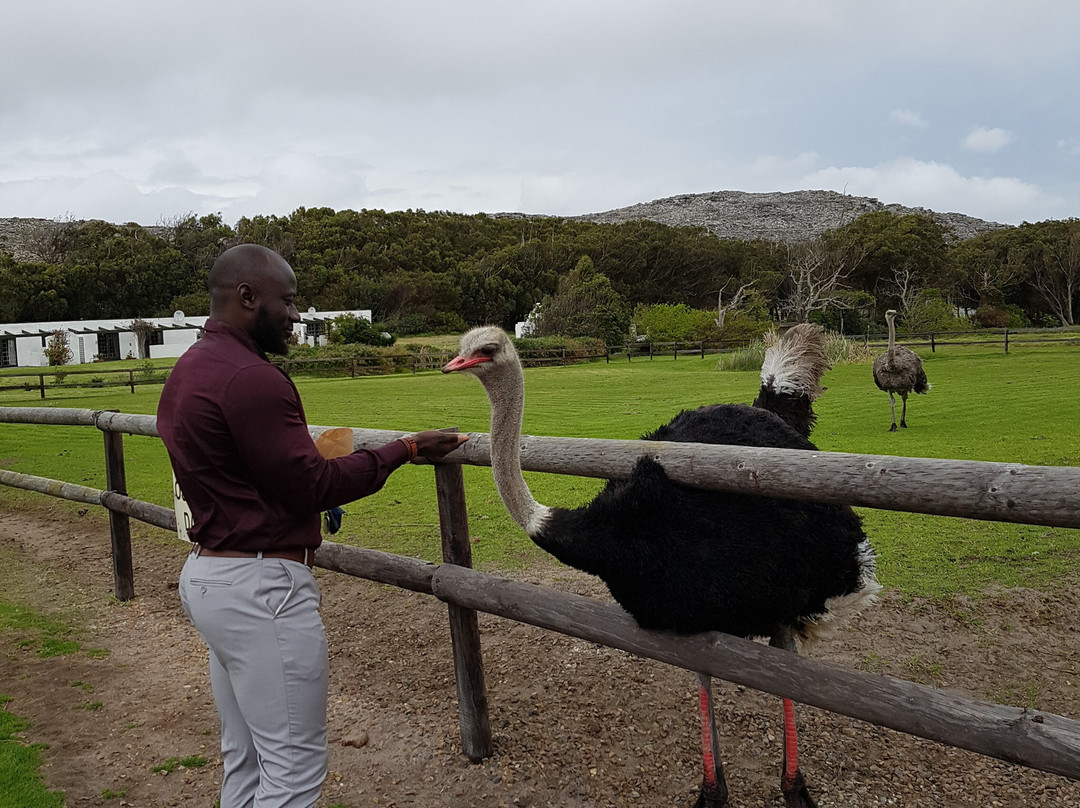 Cape Point Ostrich Farm-开普敦中心区必去景点