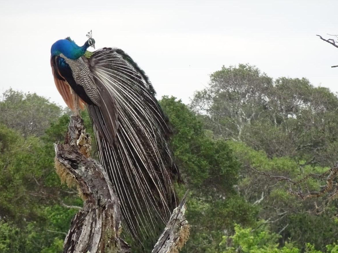Earth Lanka tours-蒂瑟默哈拉默必去景点