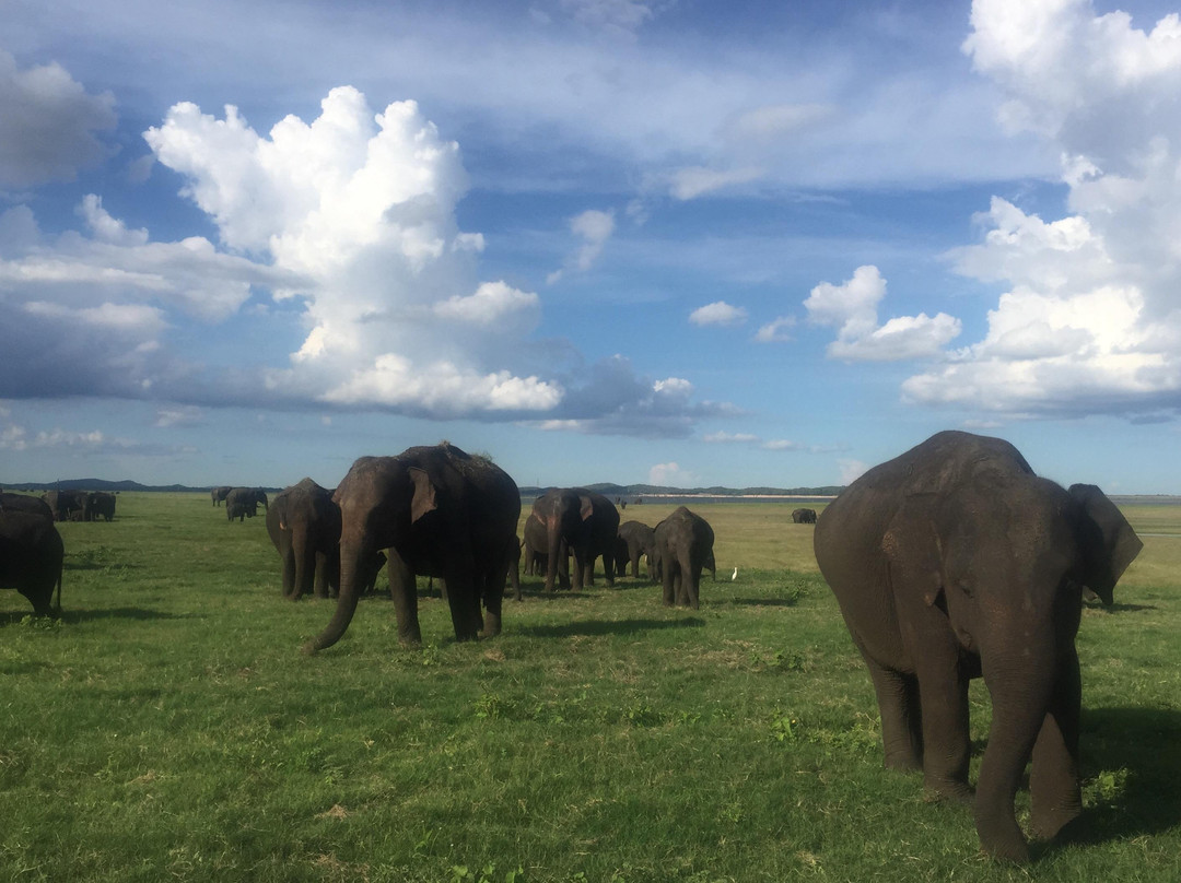 safari in srilanka景点图片