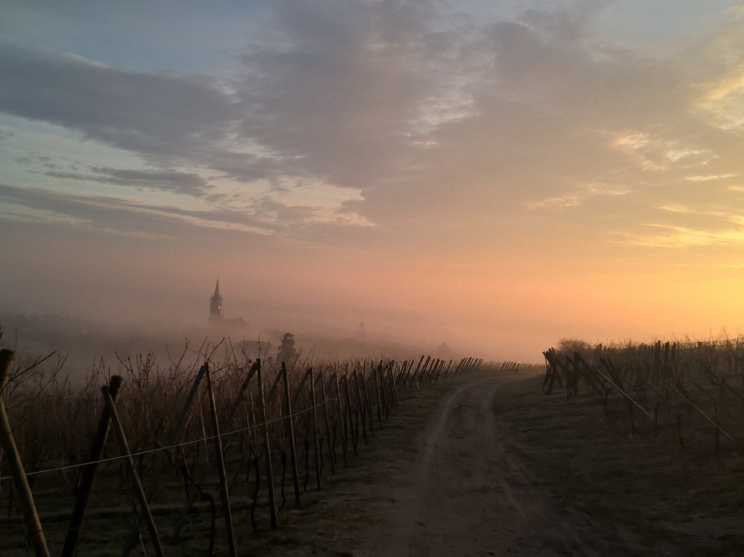 Domaine Wassler景点图片