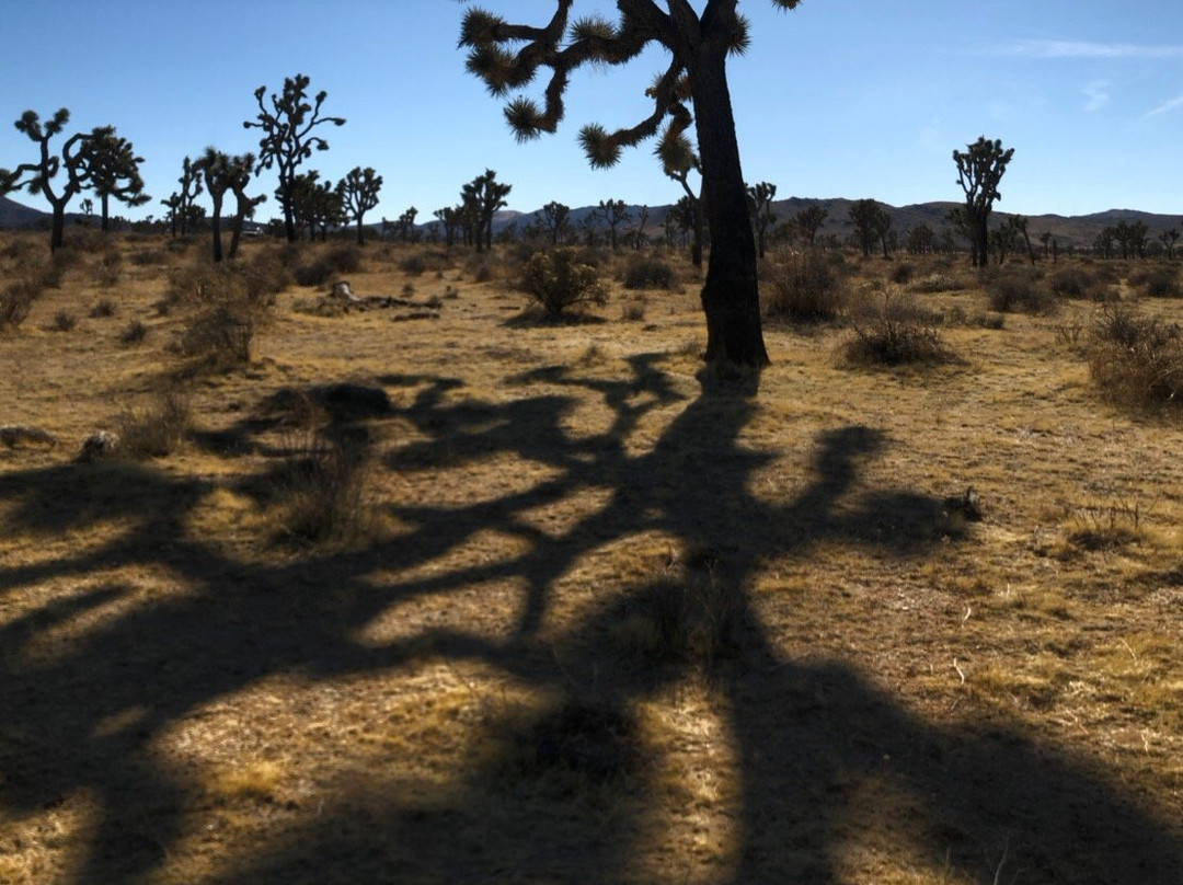 Safari Motor Inn - Joshua Tree主图