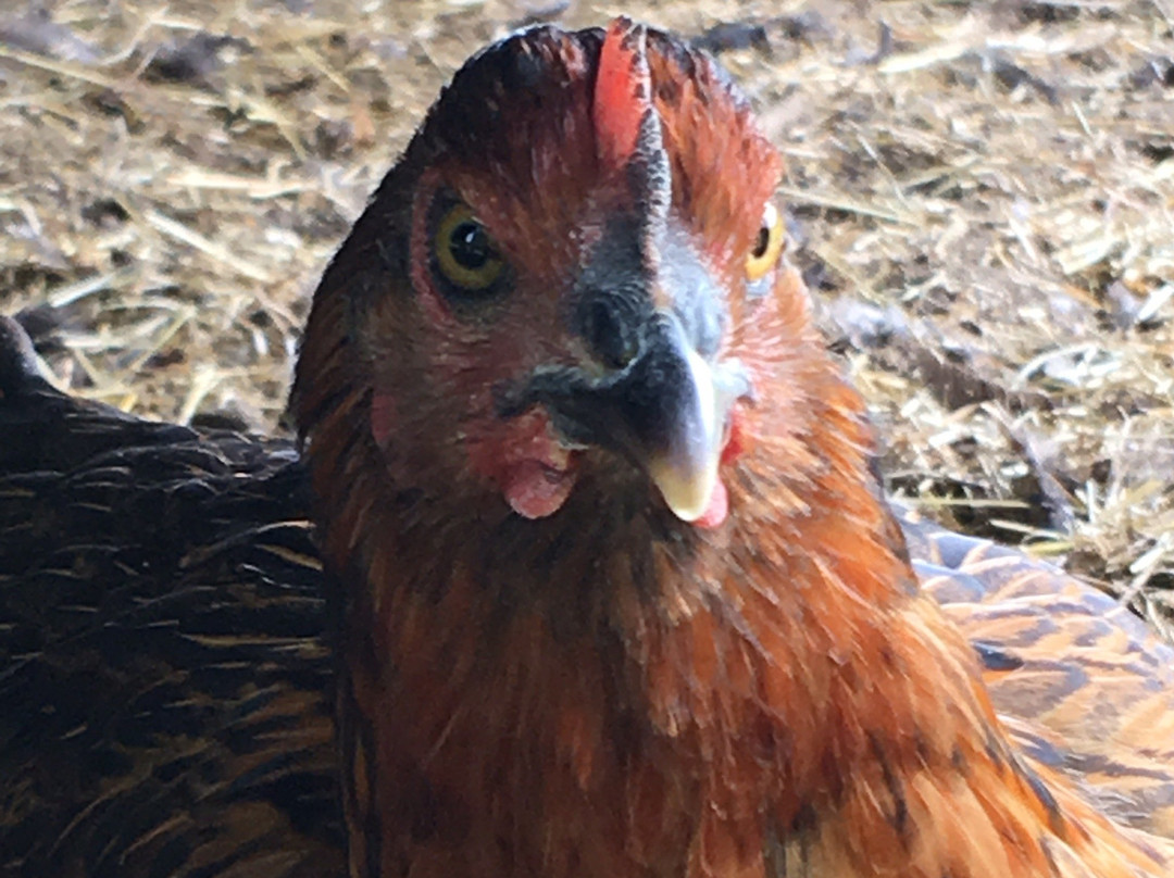 The Benedictine Monks ofWeston Priory-Weston必去景点