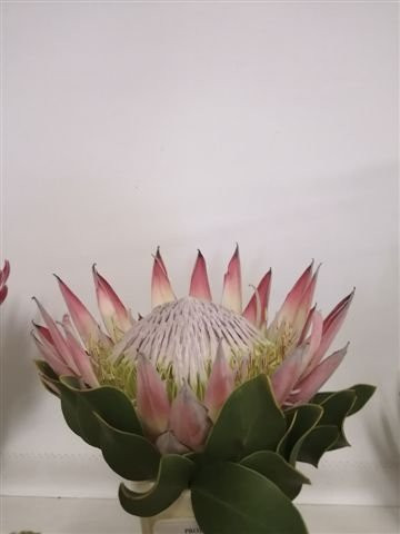 Fernkloof Nature Reserve-赫曼努斯必去景点