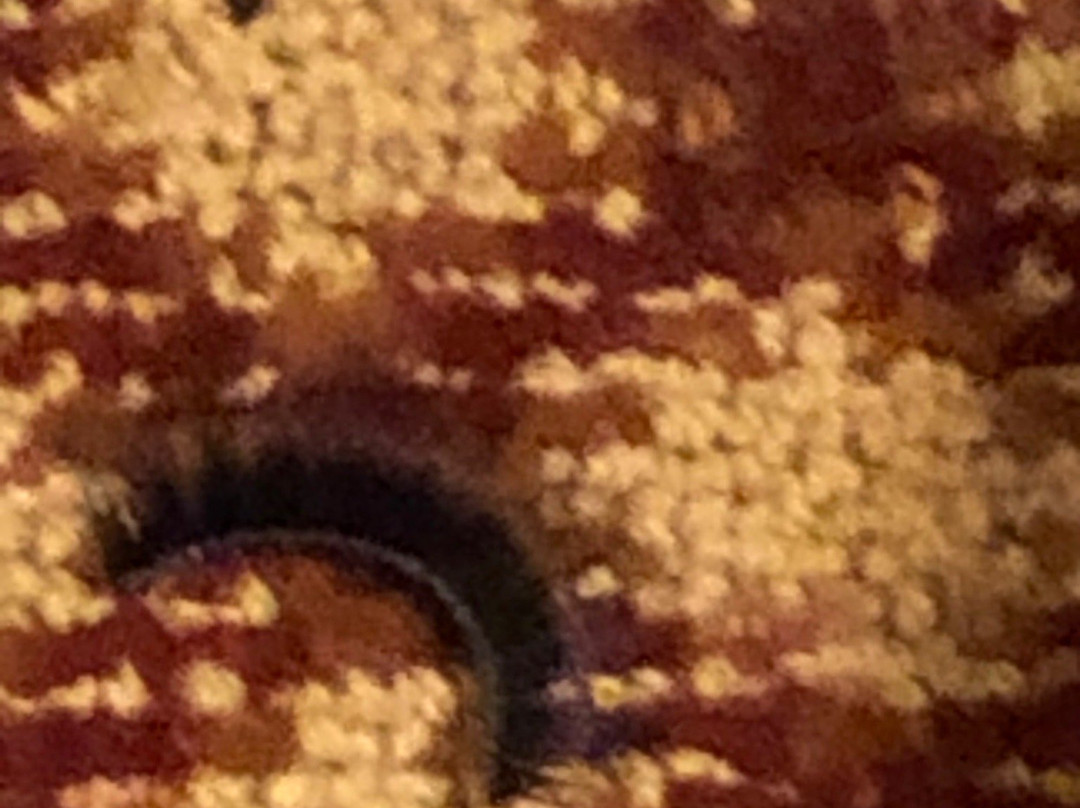 Dancing Rabbit Inn主图