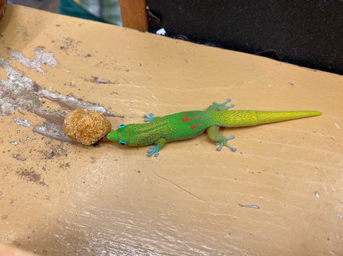 Island and You-火奴鲁鲁必去景点