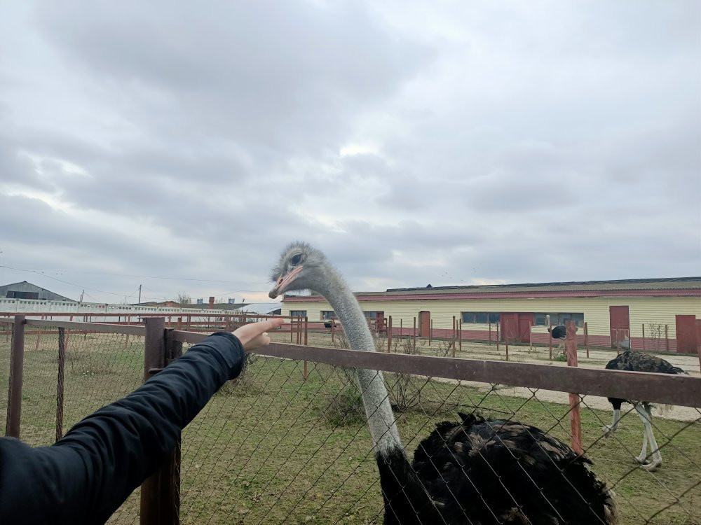 Ostrich Farm Russian Ostrich景点图片