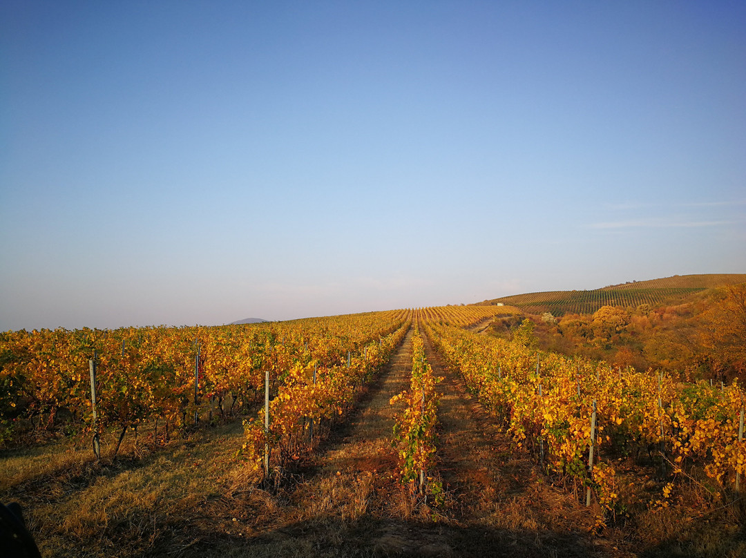 Balla Geza Winery景点图片