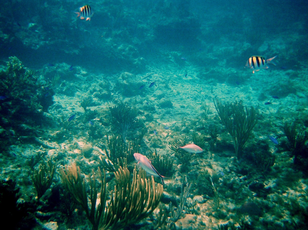 Pat & Diane Snorkeling景点图片