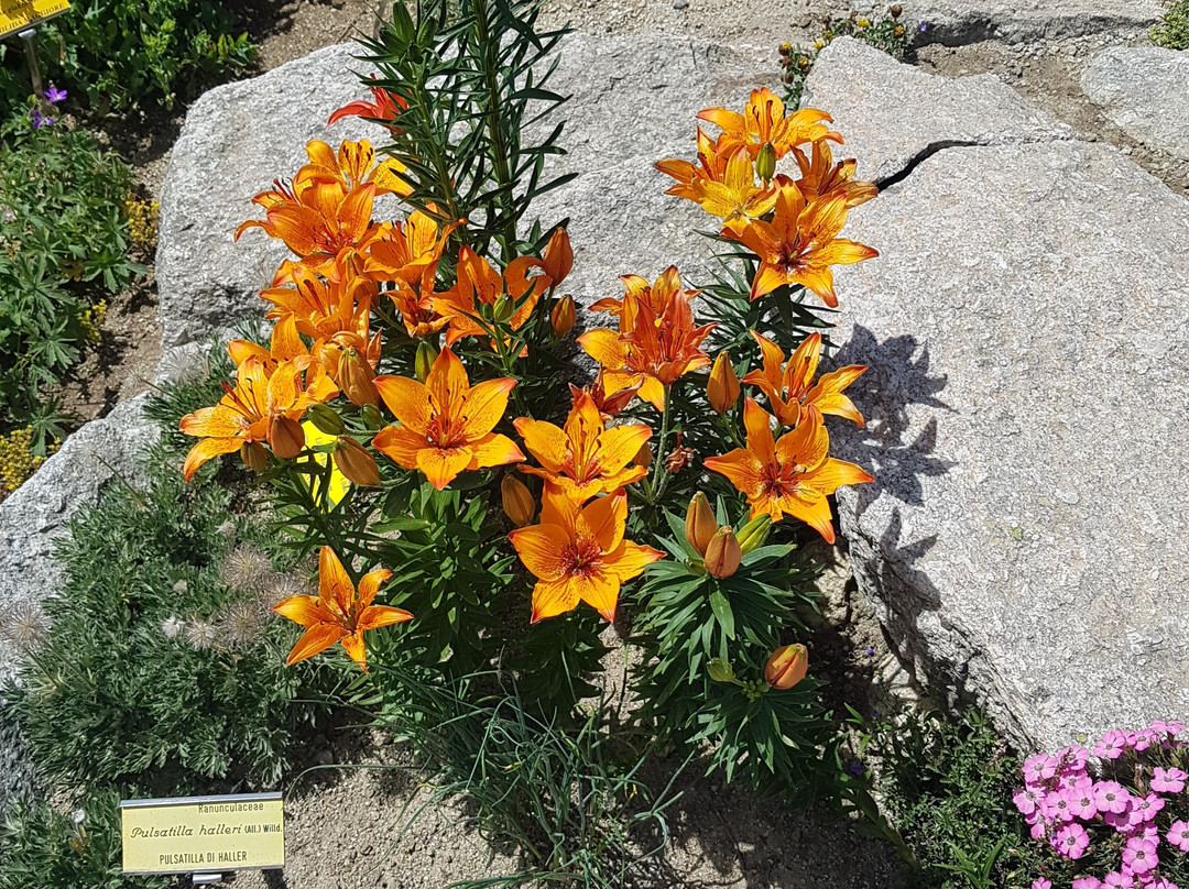 Alpine Botanical Garden Saussurea景点图片