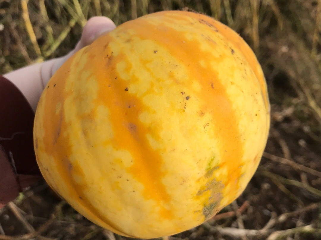 Pumpkin Picking Patch景点图片