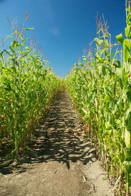 Wolfe Island Corn Maze景点图片