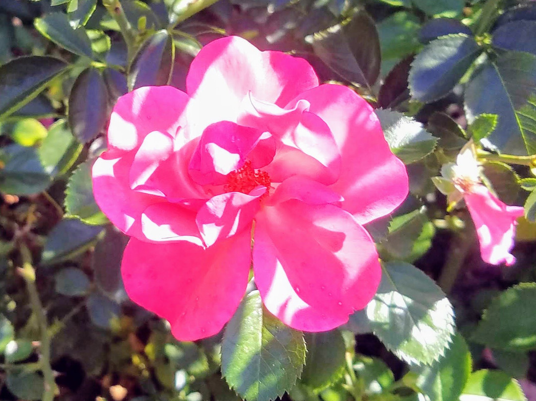 Laura Conyers Smith Rose Garden in Loose Park景点图片