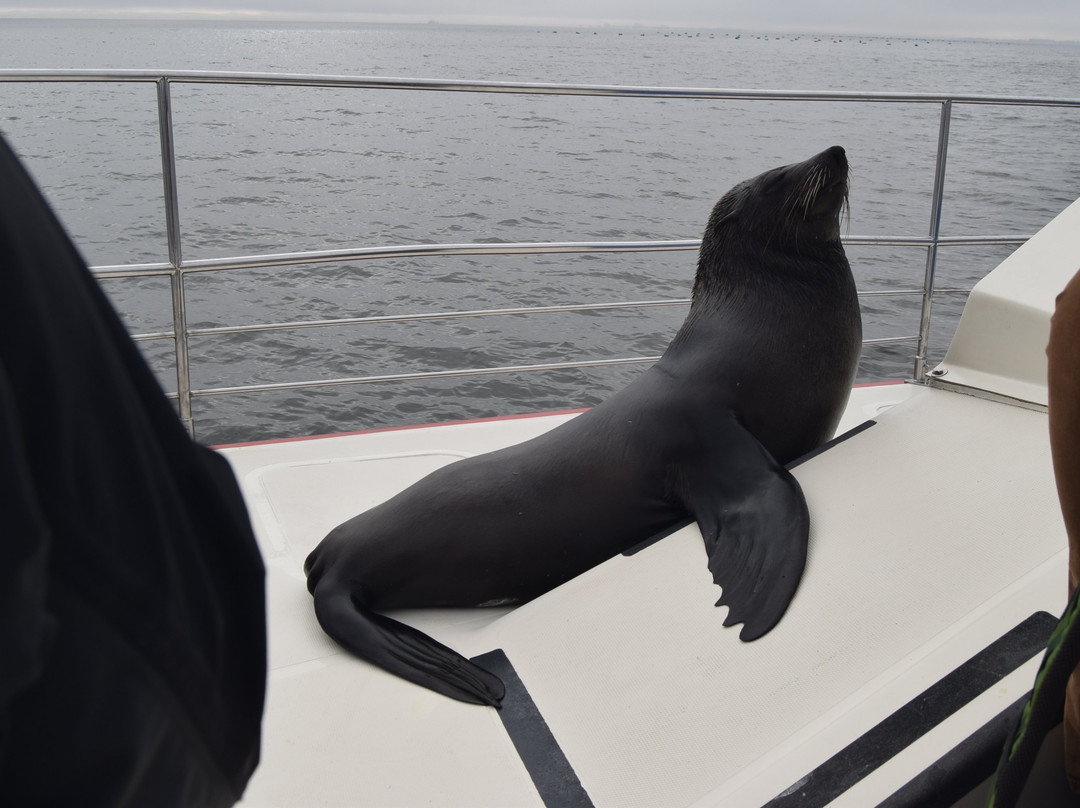 Mola Mola Safaris-华维斯湾必去景点