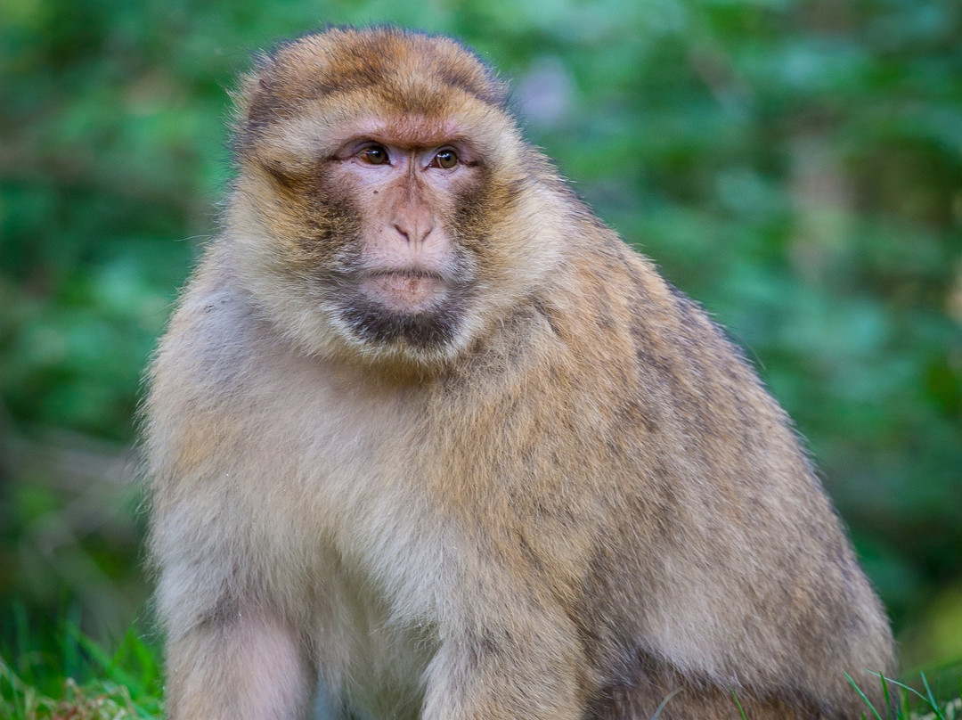 Trentham Monkey Forest-特伦特河畔斯托克必去景点