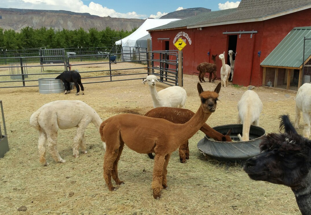 Palisade旅游景点-Suncrest Orchard Alpacas