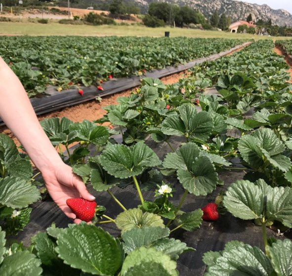 Kenny's Strawberry Farm