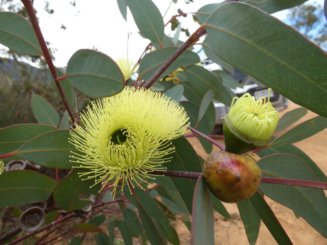 Stirling Range Drive-Stirling Range National Park必去景点