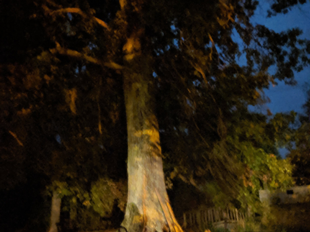 Hickory Shades Motel主图