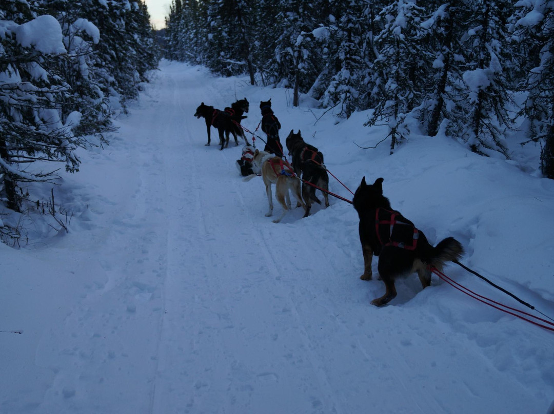 3 Dog Night Hostel - Sled Dog Tours-费尔班克斯必去景点