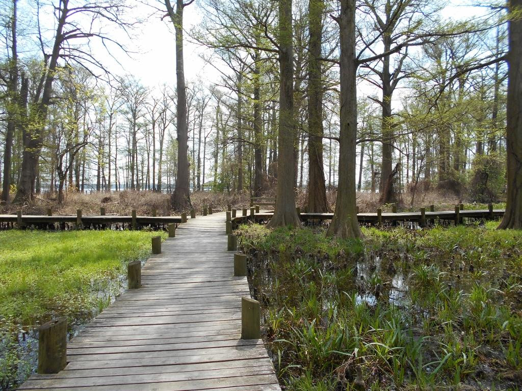 Reelfoot Lake State Park景点图片