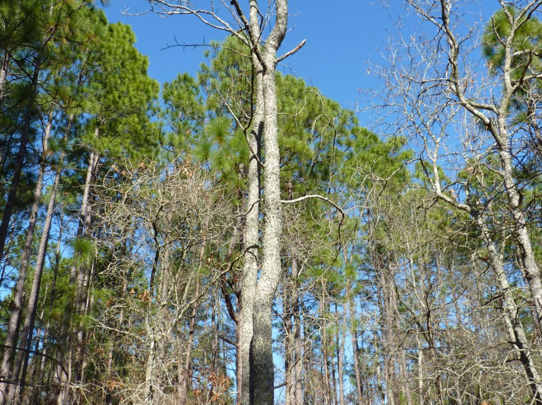 列克星敦旅游景点-Peachtree Rock Heritage Preserve