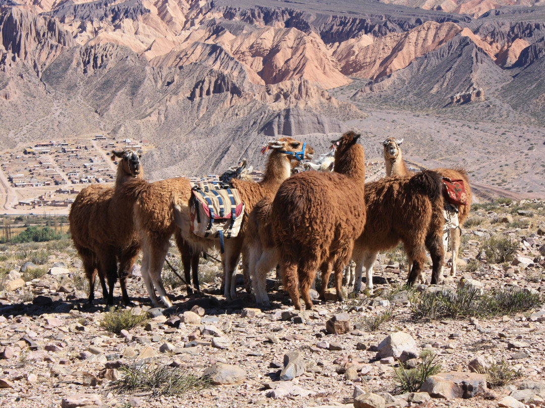 Caravana de Llamas景点图片