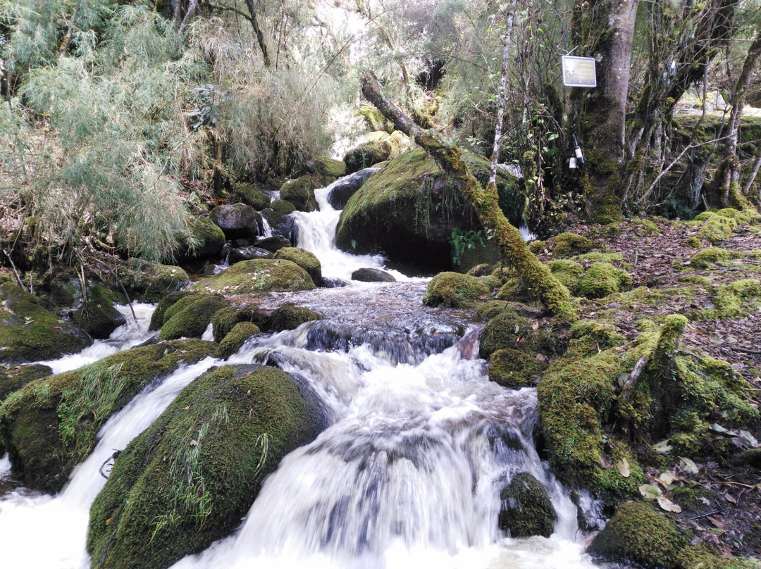 Reserva Natural El Chochal de Siecha景点图片